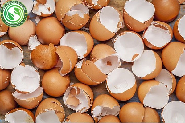 Vỏ trứng - nguyên nhân cống bị nghẹt