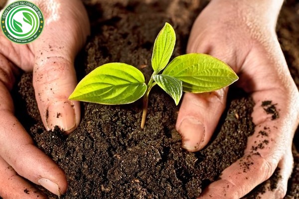 trồng cây giúp bảo vệ môi trường